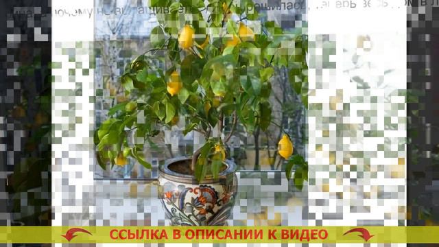 🤘 Домашние плодоносящие растения 🤘 Как выращивать лимон в домашних ⛔