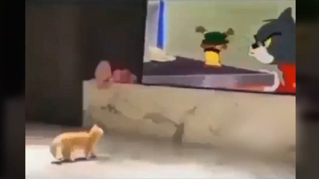 Собака танцует под Модерн Токинг.