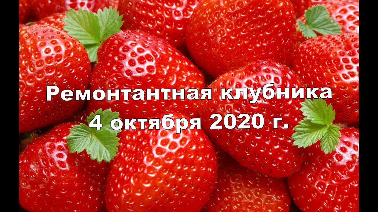 РЕМОНТАНТНАЯ КЛУБНИКА 4 октября 2020 г.