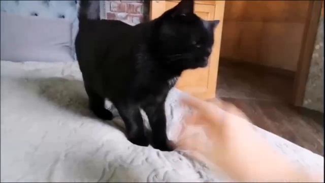 Малепусики котята,  просто чудо детвора!