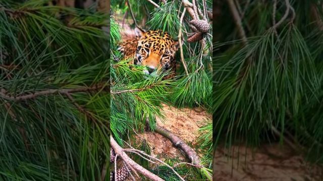 I Spy a Sneaky Jaguar!