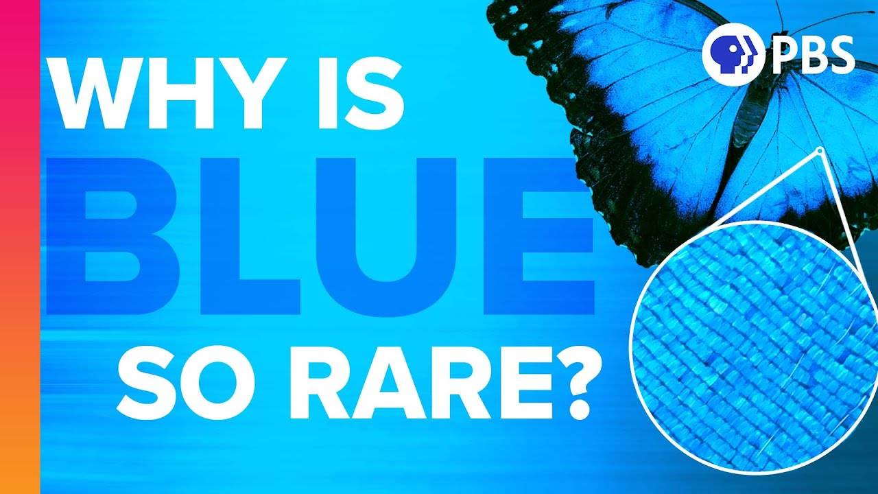 Be Smart: Why Is Blue So Rare In Nature?