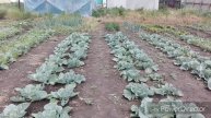 #Огород #Теплица #Влог Муровьи исчезли, завязались огурчики / шланг маловат.