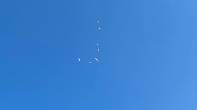 1000008748.mp4