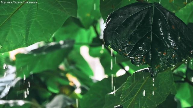 Мелодии дождя. Музыка для души. Эту музыку можно слушать вечно! Лучшие композиции Сергею Чекалину