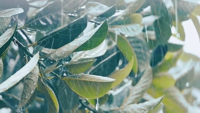 Rainy Day, Fujifilm X-A5 & Olympus Zuiko 75-150mm f4