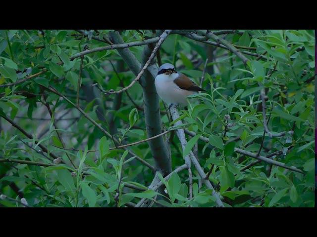 Shrike with prey. Сорокопут с добычей. Nikon Coolpix P900.