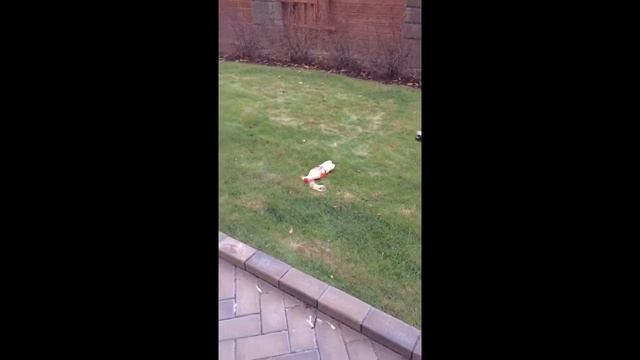 Cola и Mentos реакция