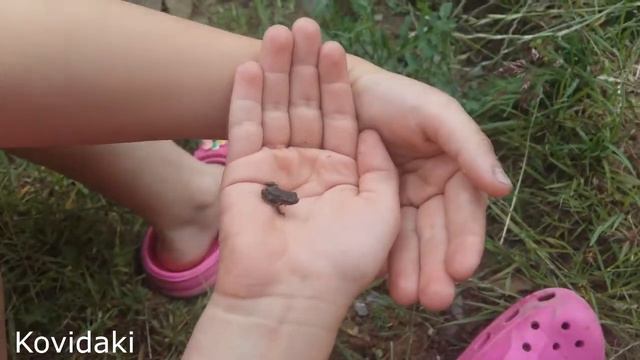 Маленькие лягушки в Карпатах