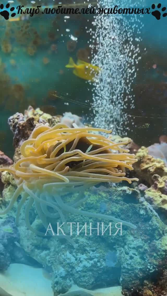 Актиния