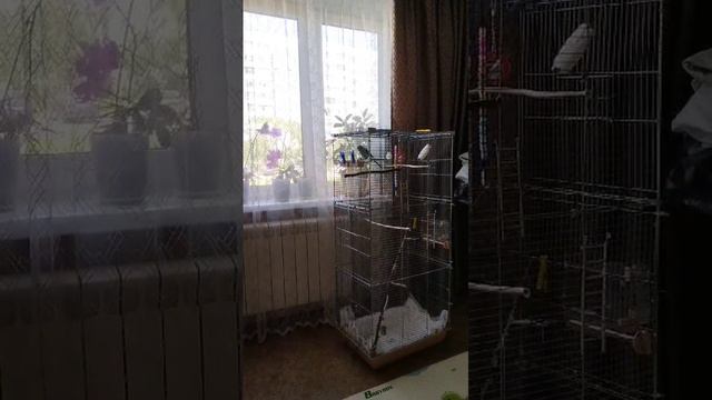 Мой попугай говорит - "Птичка хорошая"