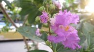 canon ixus 110 is video test HD