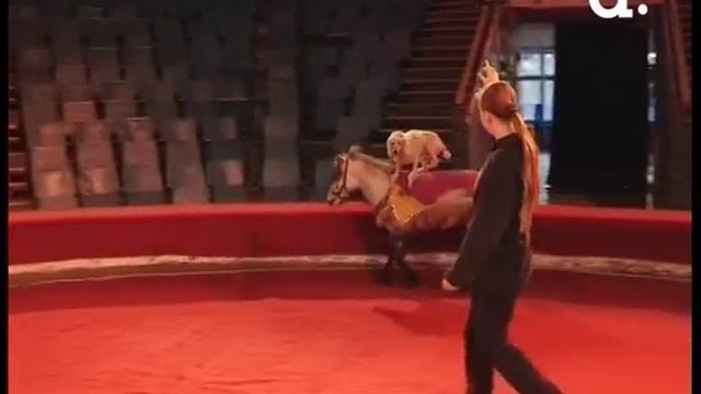 Включение. Дрессированные собачки