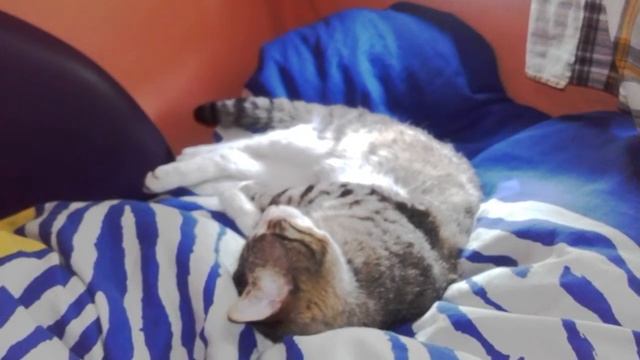 Мой сон