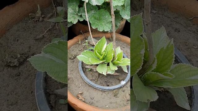 variegated Acalypha wilkesiana plant