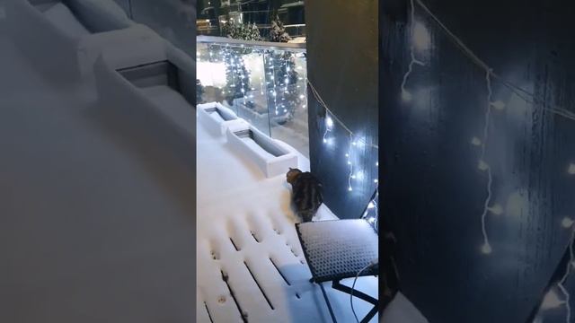 Кот впервые увидел снег..mp4