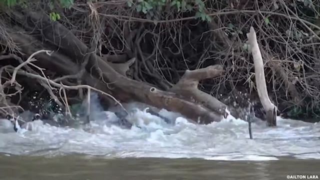 семейство разъяренных выдр прогнало ягуара