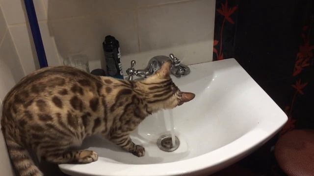 Бенгальский кот играет с водой