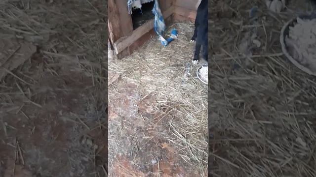 118 вольеров, 350 собак и 73 кошки надо прокормить !