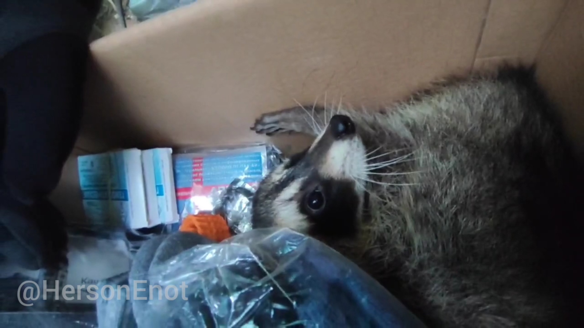 ? Сегодня я помог передать полосатым братьям медицины, тёплых вещей и необходимых мелочей