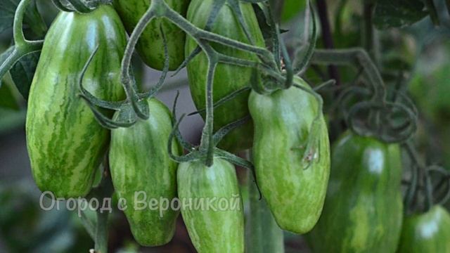 Томат РАСТЕТ огромными ГРОЗДЬЯМИ, плодоносит уже через 20 ДНЕЙ послы высадки