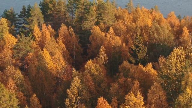 4K Autumn Videos with Relax Music