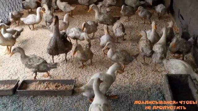 Утка СТАР-53. Взвешивание в 2 месяца. "Мое Подворье"