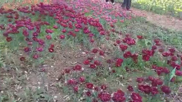 Парад тюльпанов в Никитском