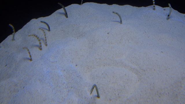 P1020239 Sand Worm