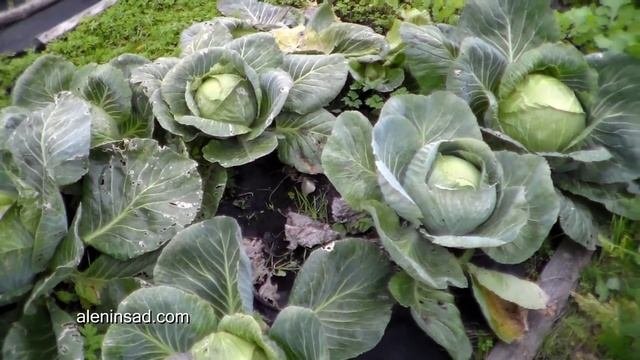 КАПУСТА на чёрном спанбонде. РАСТИМ на целине!  Cabbage on virgin soil with black spunbond