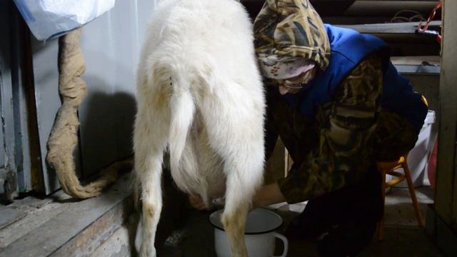 Как купить хорошую козу.