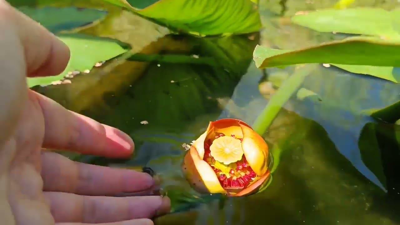 Кубышка Адвена