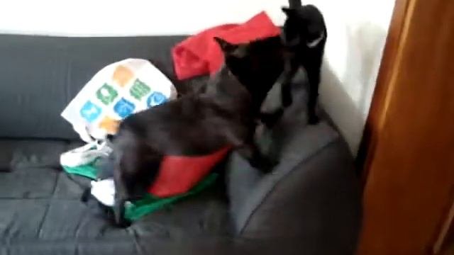 Stitch bothering  Franz
