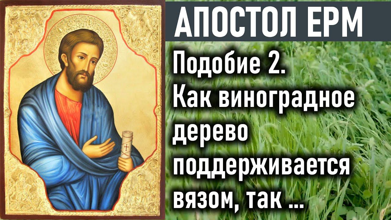 Как виноградное дерево поддерживается вязом, так богатому помогает молитва бедного / Апостол Ерма