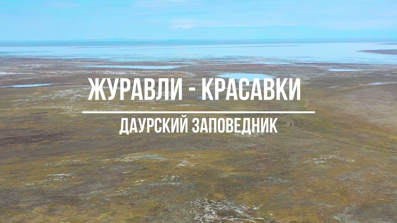 Журавли-красавки.