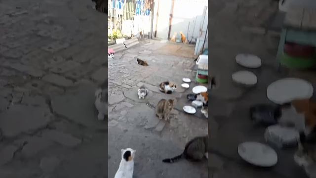 Волонтер показала немного приюта и своих кошек
