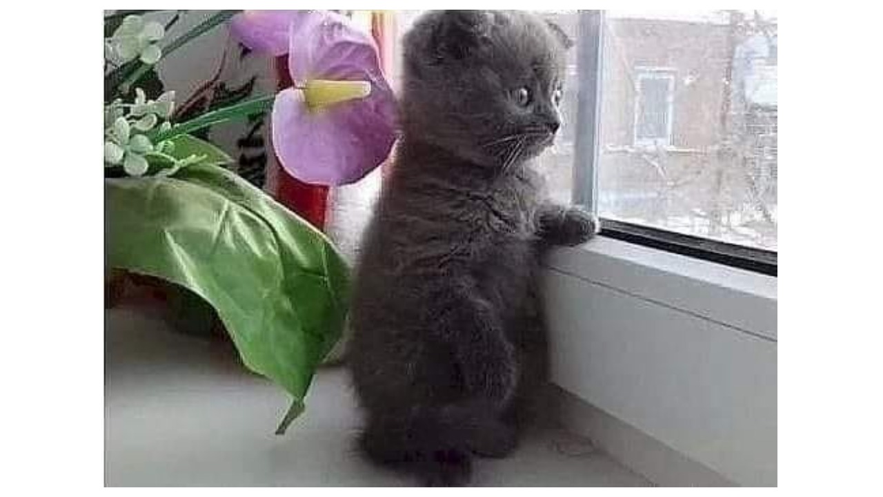 Забавные котики