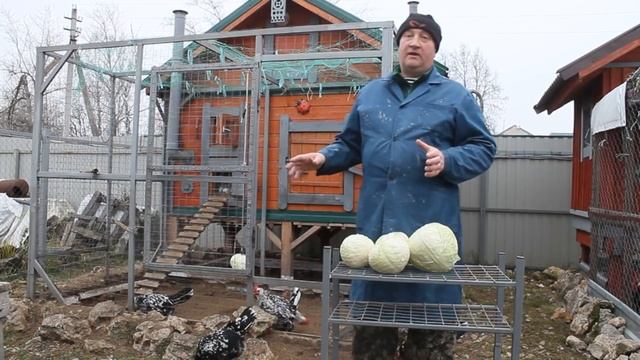 СУПЕР КАПУСТА ДЛЯ КУР НЕСУШЕК !