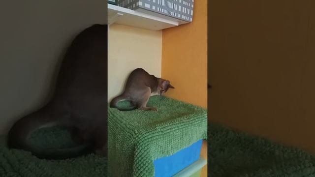 Абиссинская кошка Буся и хвост.