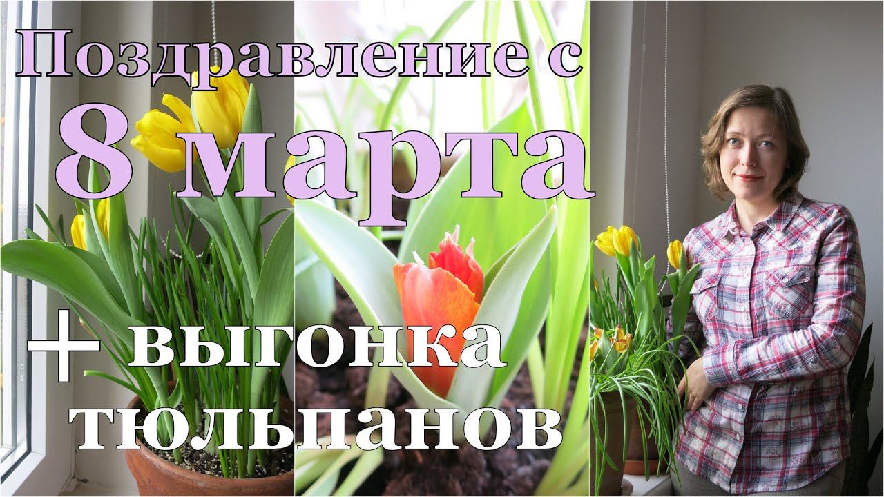 Выращиваем ТЮЛЬПАНЫ дома. 2. Цветение  // Forcing bulbs