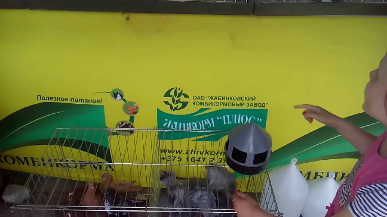 Птичий рынок. Брест.