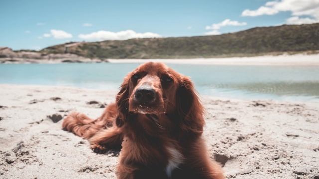 Relaxing Instrumental Music for Dogs.
