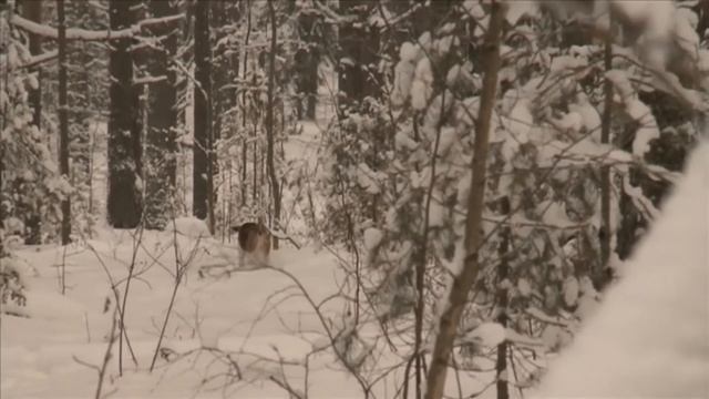 Русская пегая гончая. Планета собак ? Моя Планета