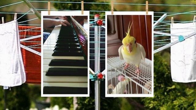 трель корелла попугая под аккомпанемент рояля №2 🎹🎶🎙️🐦
