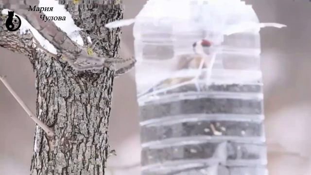 Щегол в банке @вебму́шка Мария Чулова 08-03-21 Отдых автоТУР фото съемка видео