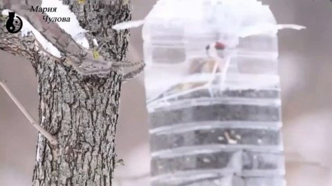 Щегол в банке @вебму́шка Мария Чулова 08-03-21 Отдых автоТУР фото съемка видео