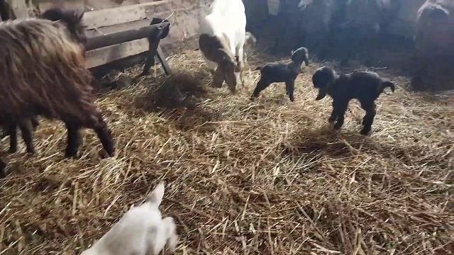 Калахарская коза окотила двойню и остальных чистопородных коз загнали в одну оцаку 79054444790
