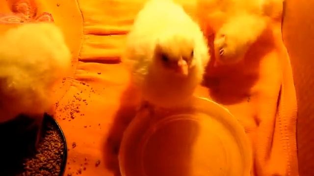 цыплята первые сутки чем поить, чем кормить