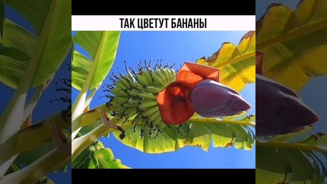 Чудо природы ?