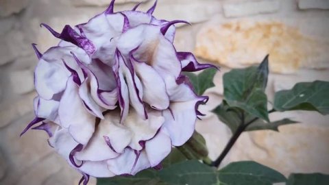 Datura Metel full bloom